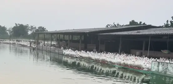 Vịt biển#xuhuongnongthon#xuhuongtiktok#