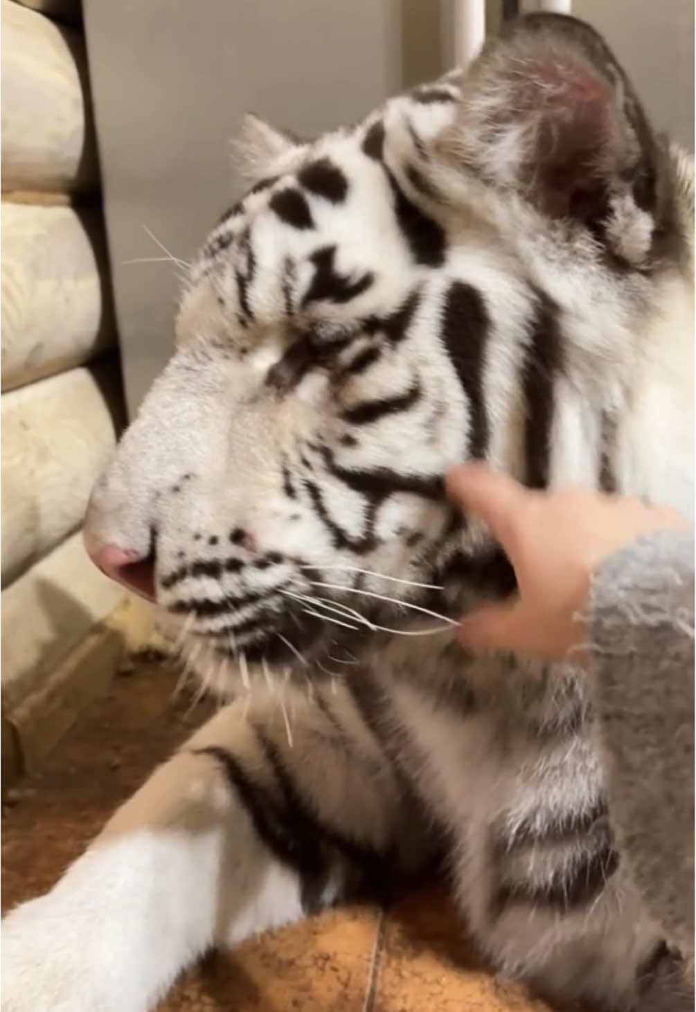 Meow con hôm nay bướng ghê, không cho sờ luôn mà 🤣🤣🤣 #Viral #meow #ho #thegioidongvat #thucung 