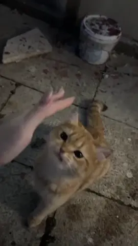 This stray cat wants all the love 😻💛 . . . . . . . #straycat #catsoftiktok #RescueCats #petlover #catlfe 