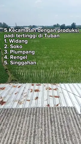 Berdasarkan data BPS Tuban produksi padi Tuban 2024 tertinggi: 1. Widang 104.368 Ton 2. Soko 94.307 Ton 3. Plumpang 69.634 Ton 4. Rengel 44.825 Ton 5. Singgahan 41.496 Ton #petaniindonesia🇮🇩🇮🇩🇮🇩🌿🌿 #pertanian #tuban #petanimilenial #agriculture 