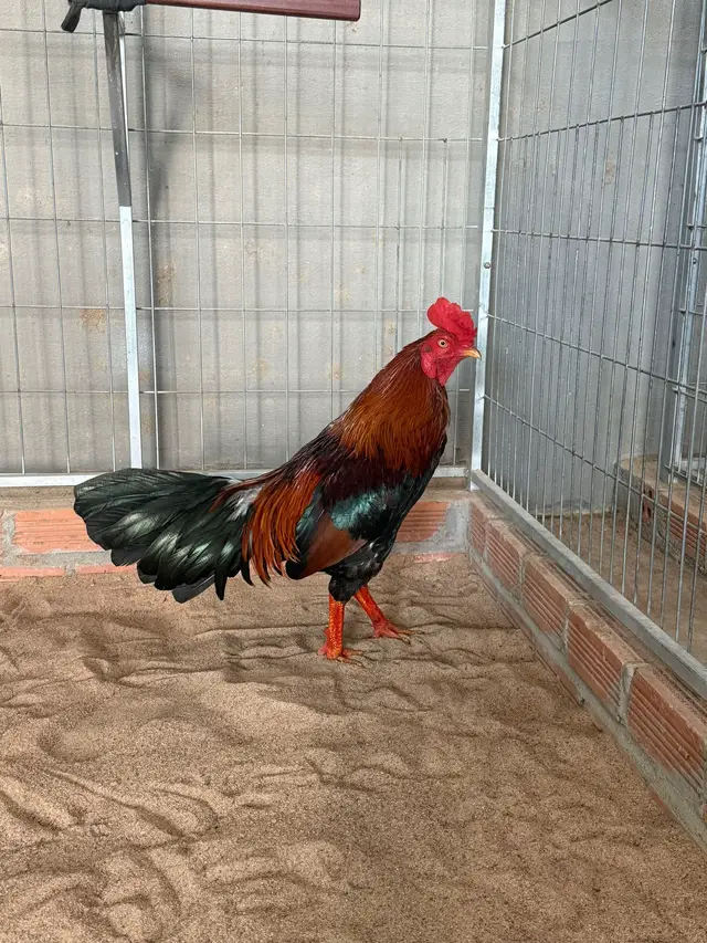 #yeuthuongdongvat #vuivemoingay❤️ #xuhuong 