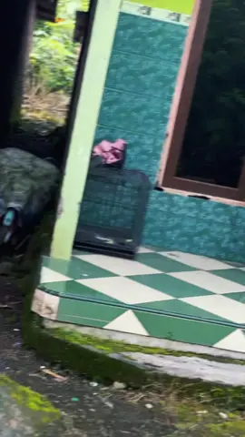 Kelinci putih di siang hari🐰🐰🐰#fyp #penggunaring17 #beatfikece #CapCut 