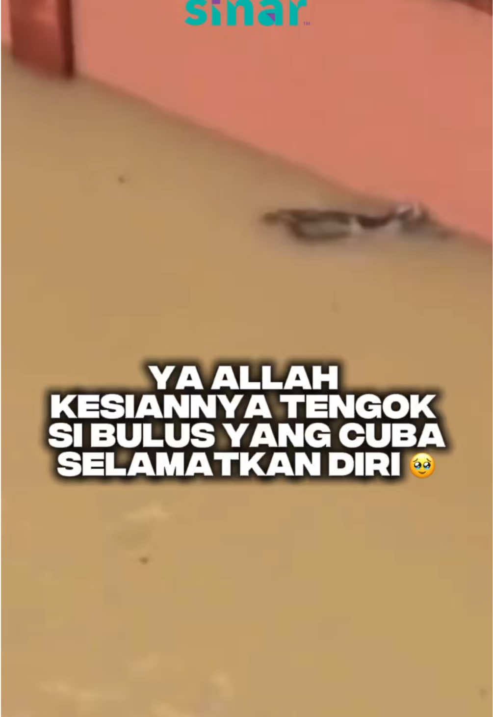 Ya Allah kesiannya tengok dia struggle nak berenang 😭💔 Terima kasih orang baik!!!  #SINARKongsi #SINARMuzikRetroTerbaik #fyp #foryoupage #cat 