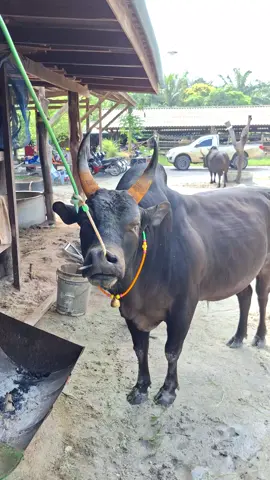 #ดุกด้างจักรพรรดิเพรชภูผา #จ้าวขุน✌🏻💯 #ค่ายโคอินทนิลฟาร์ม 