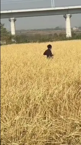 Cánh đồng bình yên quá  #haihuoc #funny 