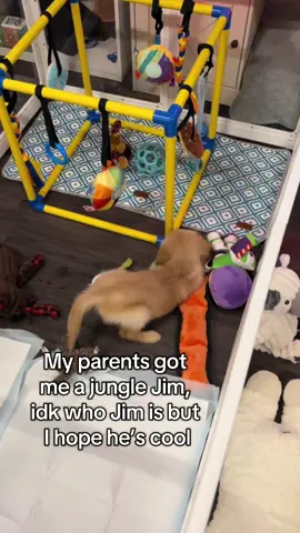 Wonder when he’ll get here🔥  #puppytiktok #goldenretriever #puppy #dog #fyp 