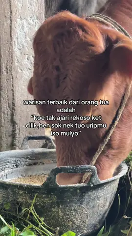 leres pak😇 #jualbelisapi #tigaputrafarm #belanteksapi 