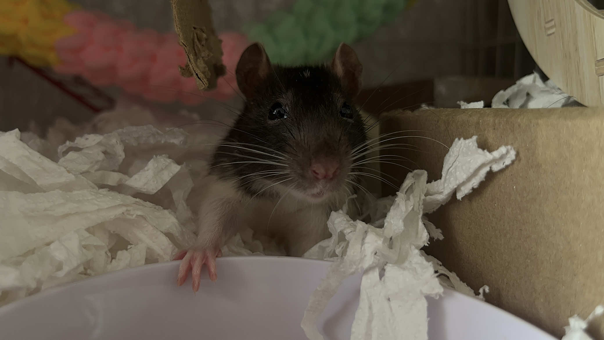 Cada dia me vuelvo mas loca😔