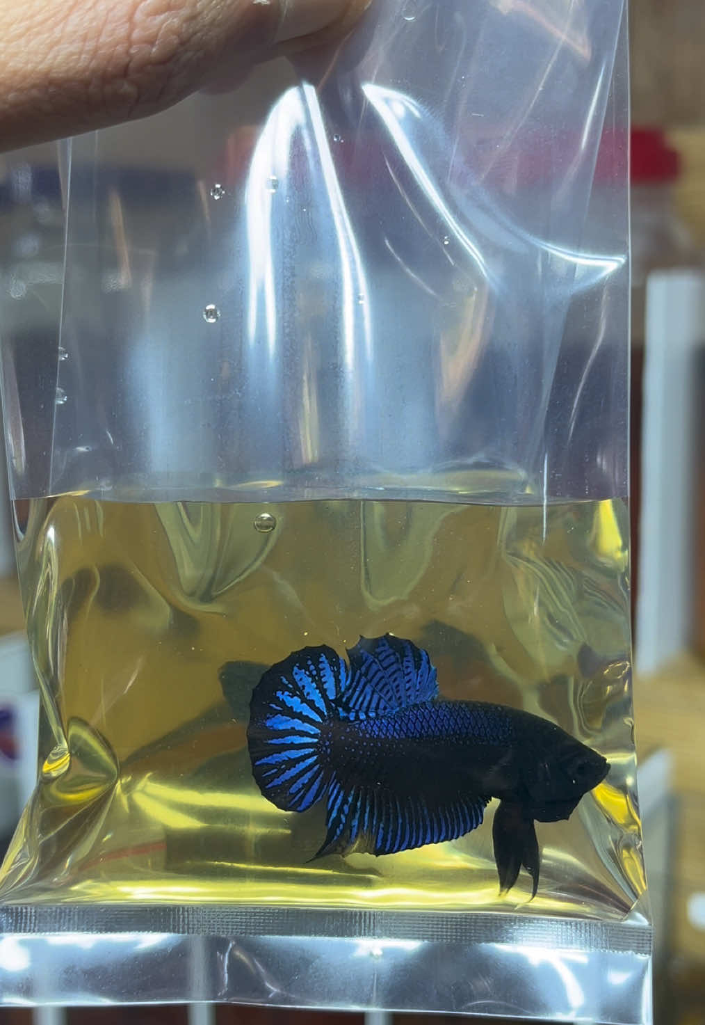 ลงปุ๊ปไปปั๊ปทีเด็ดนครปฐม💯  พร้อมขบมาก🤣#ปลากัดเก่งนครปฐม @ปลากัดเก่ง นครปฐม v.2 