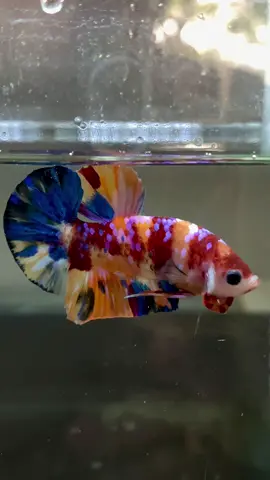 งานคู่สวยๆครับ💜❤️💛#ปลากัด #ปลากัดสวยงาม #betta #bettafish #betta_lover 