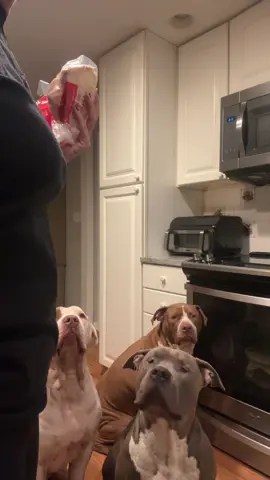 Our babies Ravioli, Ushi and Suki #xlbully #PetsOfTikTok #dogsoftiktok #ourpack #fy 