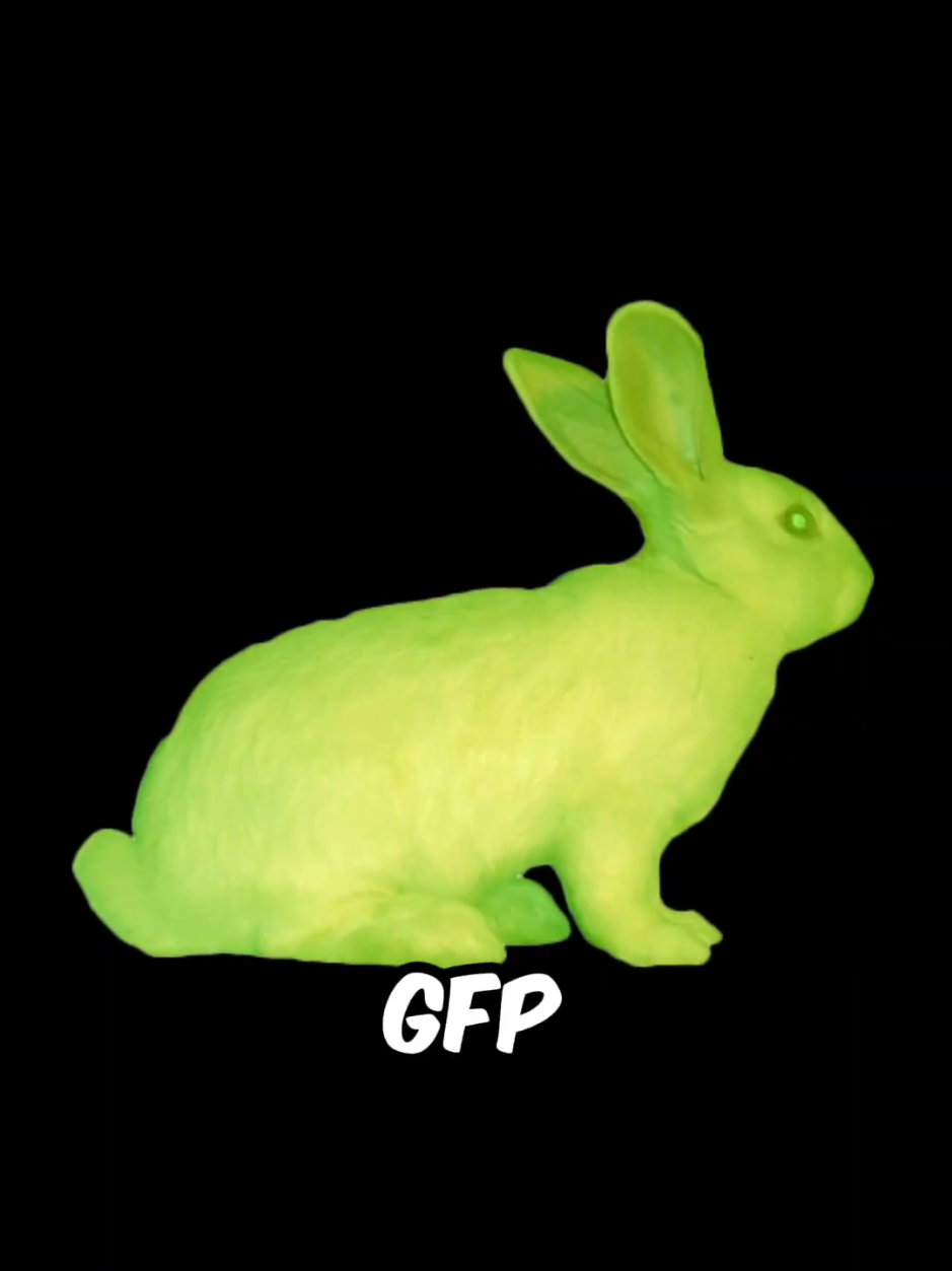 Weirdest animal hybrid created by humans!  #shorts #facts #animals 