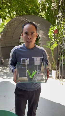 Bể cá mini #xuhuong #beca #becamini #becadeban 