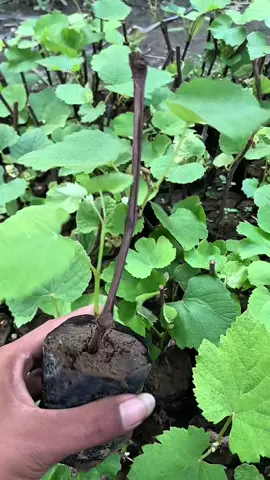 bibit anggur cuma 11 k saja #anggur #anggurmerah #anggurhijau #anggurhitam #tanaman 