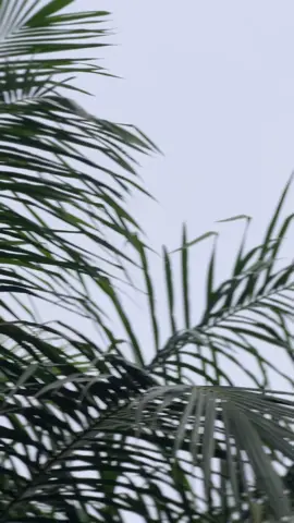 #ppks #ppksimalungun 