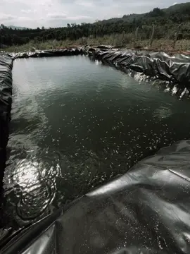 一旦放手，就不要回头，即使后悔，也无法回头。Đã buông tay thì đừng nên nhớ lại, có hối hận cũng không thể quay lại. #xuhuong #fpy #tamtrang #chill #buon 