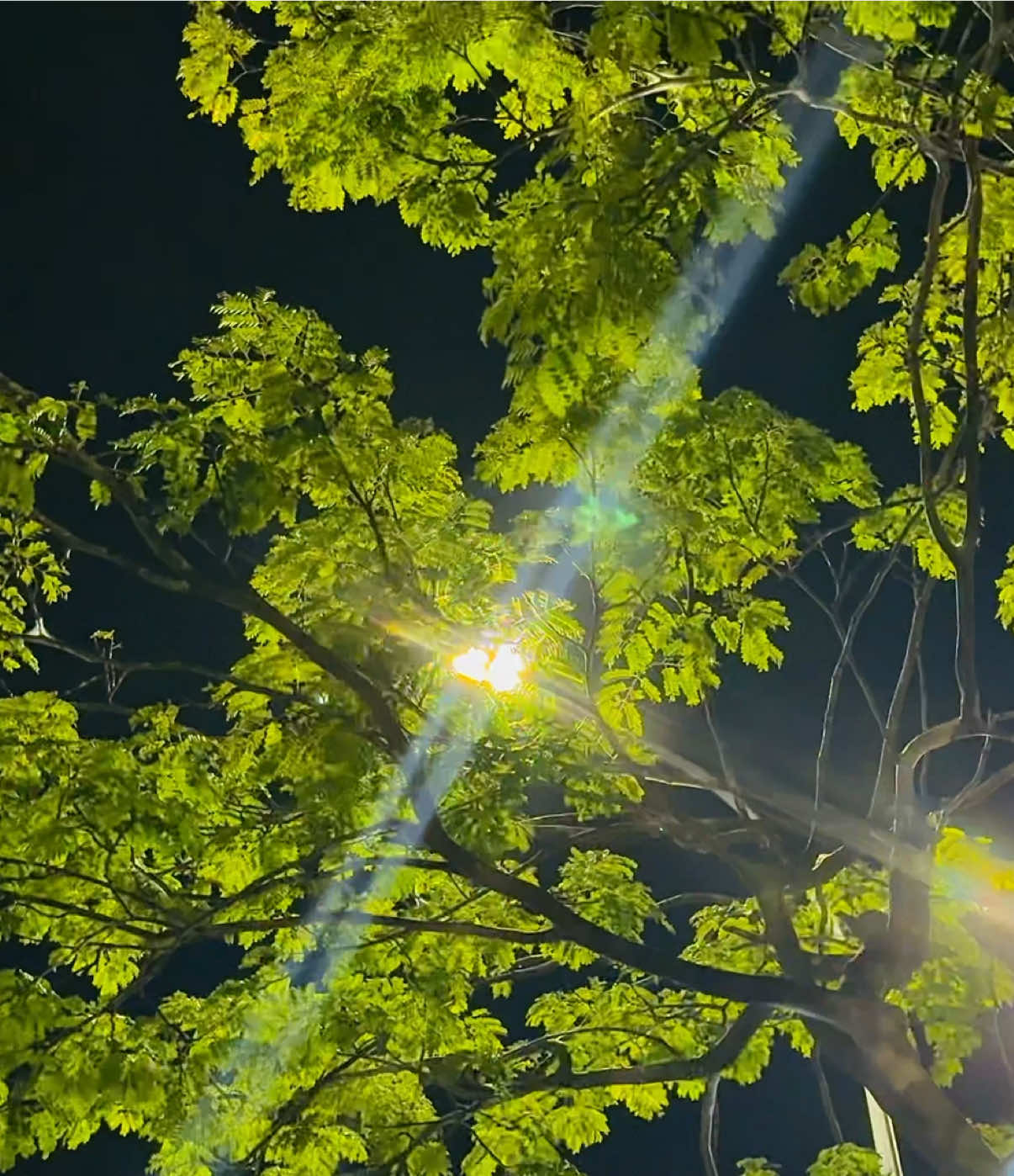 পাতার ফাঁক দিয়ে আলো আসে ঠিকই… কিন্তু হৃদয়ের ফাঁকগুলো অন্ধকারেই রয়ে যায়। 🍃😔 #nature #viralvideo #fyp #viral #tiktok @TikTok @tiktok creators @TikTok Bangladesh 