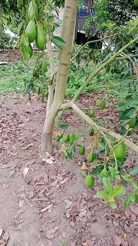 #petaniindonesia🇮🇩🇮🇩🇮🇩🌿🌿Avocado #petanimuda 