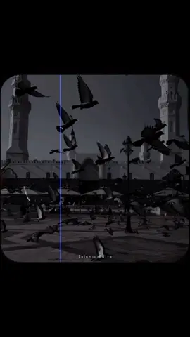 Islamic videos.🦋🖇️💗#islamic #islamiccomunity #islamicvideos    #allah❤️ #islamic_video 