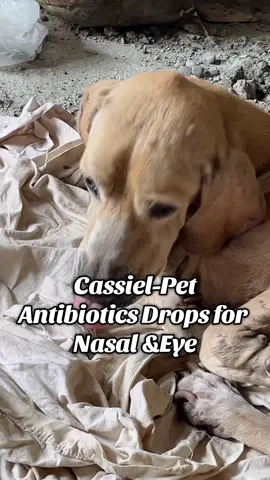 No more aye discharge & Nasal discharge for my Dog #cassielpet #dog #cat #eyedrops 