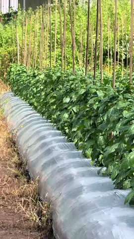 Tenang gais pertengahan januari 2026 mulai panen dan puncak panen di Februari akhir😍 #petanicabe #fyppppppppppppppppppppppp #kebuncabe #caberawit