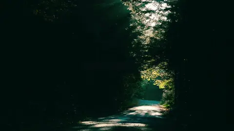 ✨ Lost in the calm where the forest meets the open road 🌲🚗 #ForestRoadVibes #PeacefulViews #AestheticTravel #NatureLover #ViralTikTok 