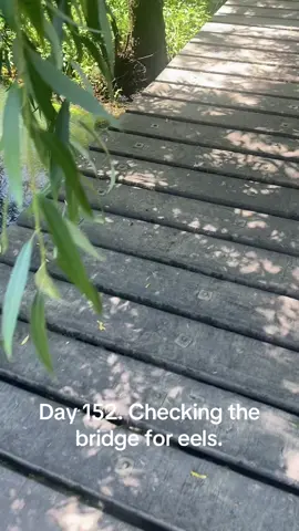 27th of November. #eeltok #eelcheck #eel #eelfeels #bridgecheck 