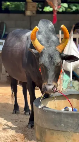 #นิลลูกเศรษฐีมั่งมีทวีทรัพย์ #ค่ายโคเพิ่มพลูทรัพย์ทุ่งสง💵💰 #ฟีตtiktok #เปิดการมองเห็น 