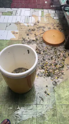 Kejadiannya begitu cepat #kapurung #fyp 