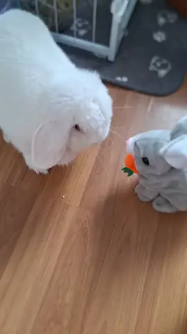 โมจิกับเพื่อนใหม่😂 #โมจิ #กระต่าย #CapCut 