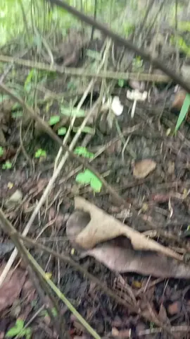 mayan😋 #jamur #jamurbarat #musimjamur #bojonegoro #bojonegoro24jam 