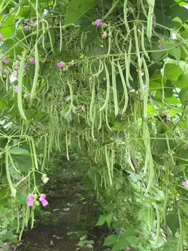 Đậu cove SH126 trong điều kiện thời tiết mùa mưa cho kết quả thế nào mời bà con cùng xem nha #hạtgiốngsenhồng #hạtgiống #đậu #đậucove 