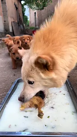 #dog #cutedog #puppy #pets #cute 