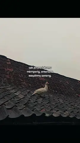 #storywa#katakatamotivasi#lagujawa#fypage#fypviralシ 