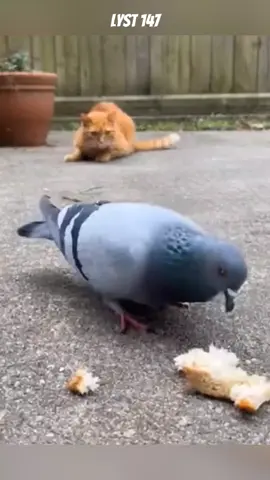 Chú mèo nổi giận khi chú Chó làm con Chim bay mất.#dongvat 