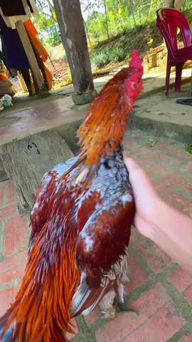 Sắp song lông rồi #gàchoivietnam🇻🇳 #TikTokAwardsVN #xuhuong #gadon 