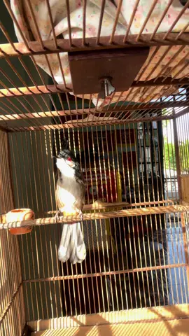 Tranh thủ tí nắng sáng chứ miền trung dạo này mưa gió suốt ae ạ