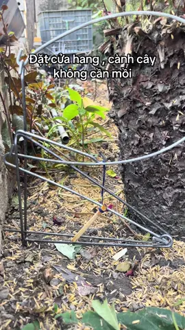 Sập thái #bẫy #bẫylươn #cạmsập #săn 