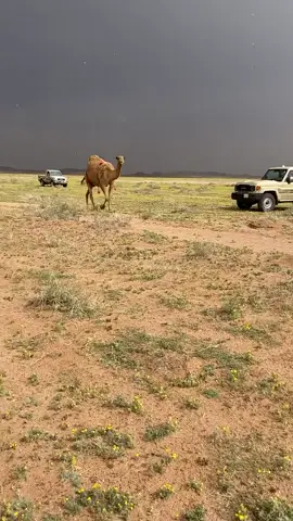 #fyp #explore #عطايا_الله #الشعل #الصفر 