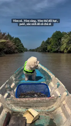 Đi kím con tôm về ăn 🦐 F0I0W tragg em xemm cúnn xiinh đi ạ ! 🦩🦩🦩🙊🦊 #poodle #miềntây #bạcliêu #cúnconđángyêu #fyp 