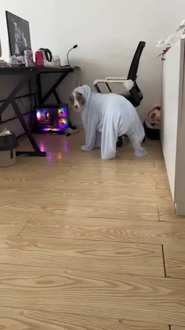 Les chiens habillés 😹 #dog #funny #viral #fyp #funnydog 