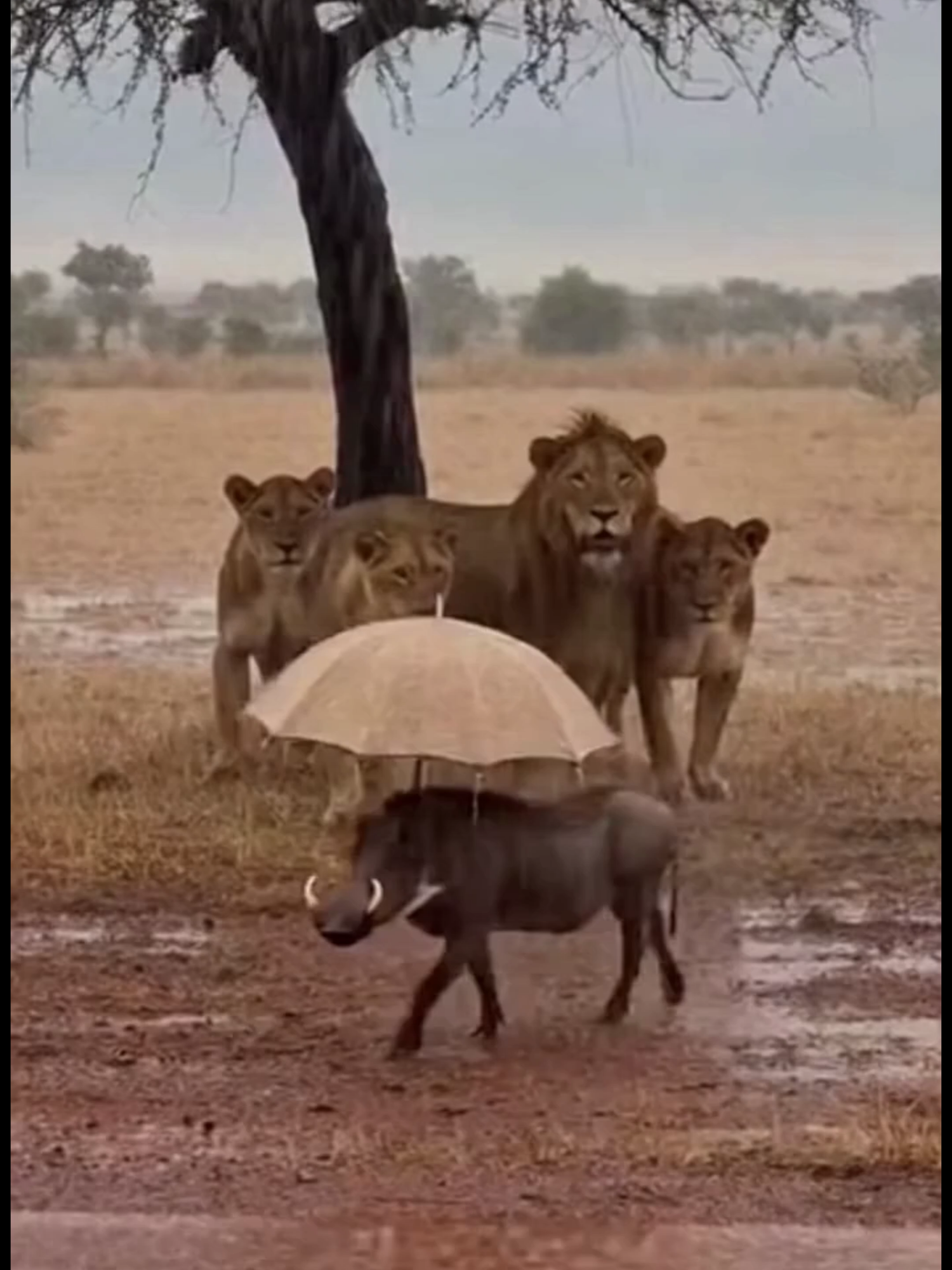😂 Warthog vs Lion Funny Moments 🦁🐗 #Animals