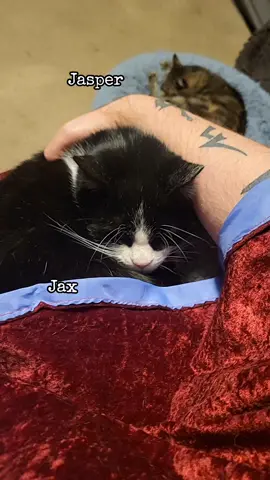 #doomscrolling #cat #catsoftiktok #nap #Love 