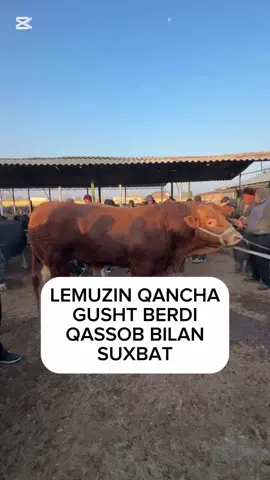Lemuzin xaqida malumot