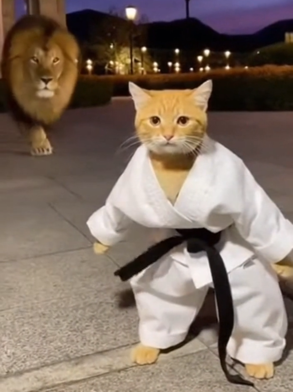 Muy Kung Fu Michi hasta que apareció el león 😂🥋🦁 #gatostiktok #gatosgraciosos #humor #karate #videoviral 