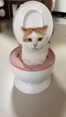 Let's hide first 😁🥰💕😺#cat #shorts #catshorts #fyppppppppppppppppppppppp #funnyvideos 