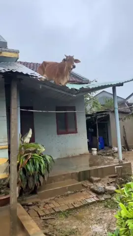 sapi nyangkut #komedi 