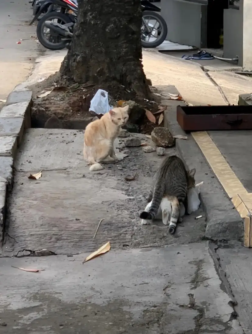 #xybca #fypシ #oyenbarbar #sakithati 