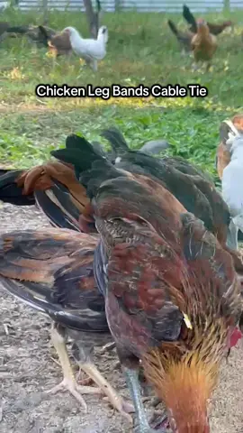 #chickenlegband #cableties 