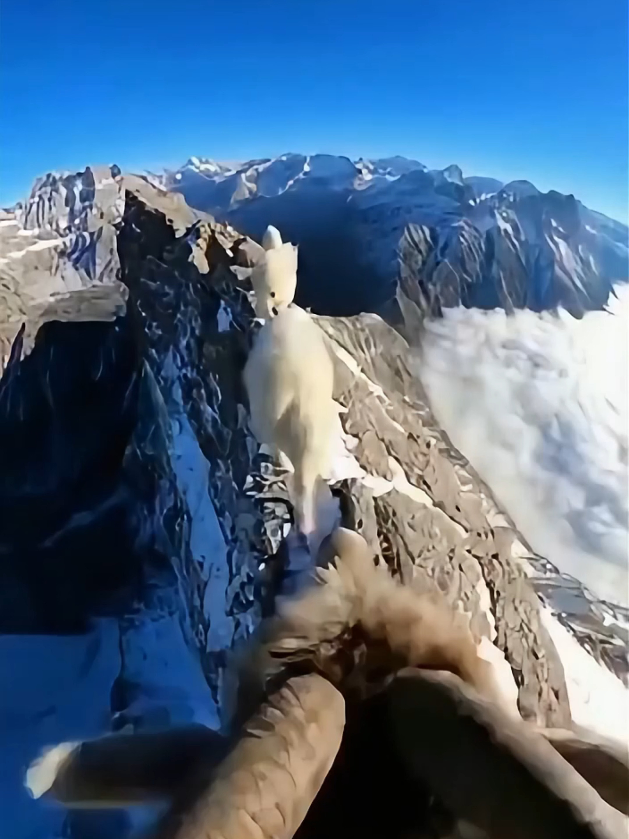 สภาพฉัน...ตอนตอกบัตรเข้างาน 08:00 น. 😂l One time I... when I clocked in for work at 8:00 AM. #fyp #tiktokuni #สาระ #สัตว์โลกน่ารัก #แพะภูเขา #เปิดการมองเห็น  #mountain #wildlife #amazing #nature #hiking #goat #adrenalin #อึ้ง #ทึ่ง